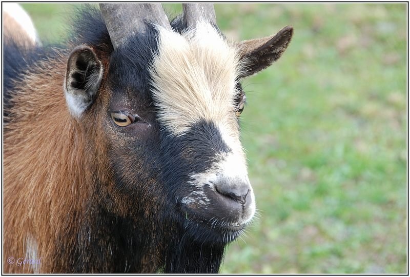 Bok in de Vlasroot.JPG - Bok in de Vlasroot